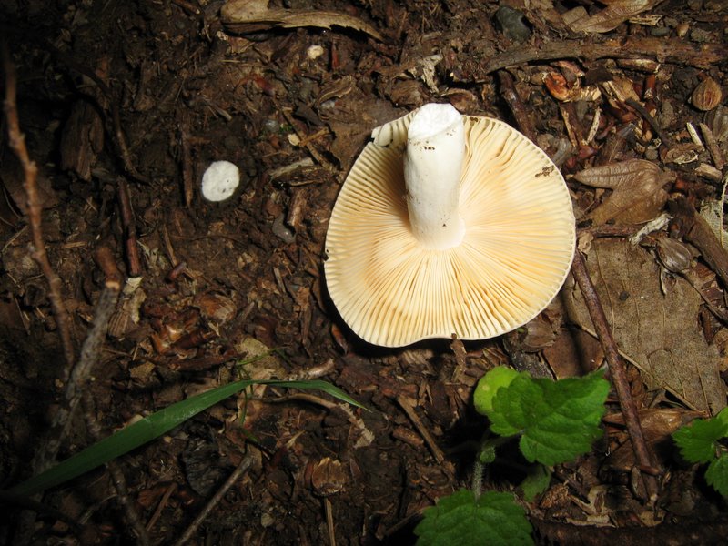 Ancora da Le Piastre (PT)